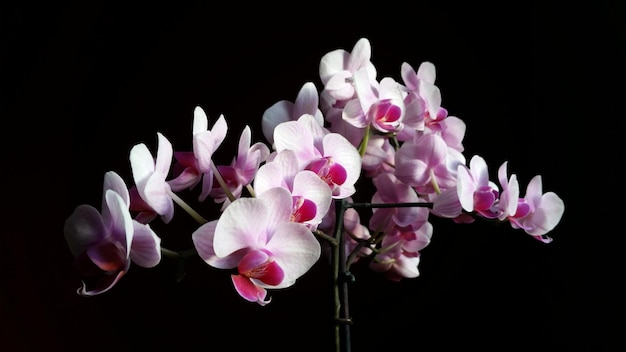 Close-up de orquídeas cor-de-rosa contra fundo preto