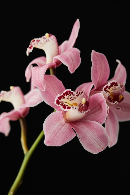 Close-up de orquídeas cor-de-rosa contra fundo preto