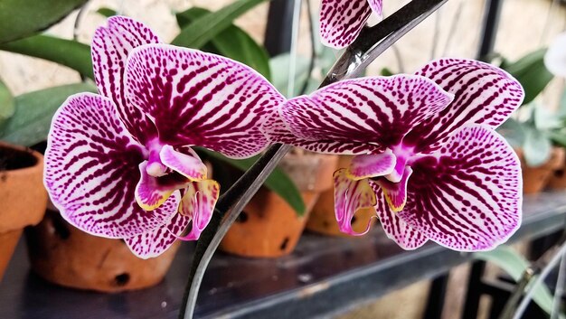 Foto close-up de orquídeas cor-de-rosa em planta