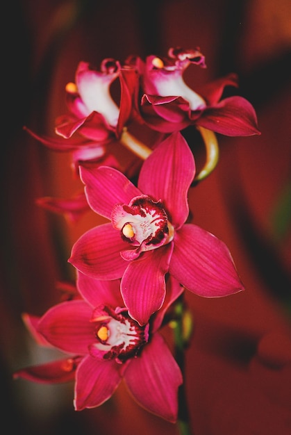 Close-up de orquídeas cor-de-rosa florescendo ao ar livre