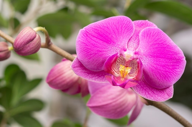 Close-up de orquídeas cor-de-rosa florescendo no parque