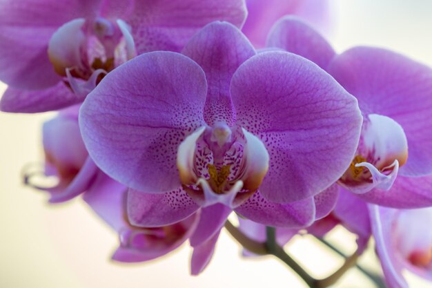 Close-up de orquídeas cor-de-rosa
