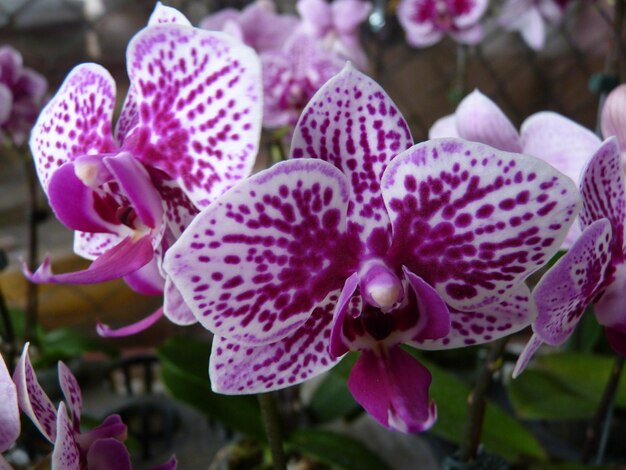 Foto close-up de orquídeas cor-de-rosa