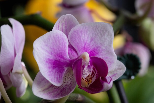 Close-up de orquídeas cor-de-rosa