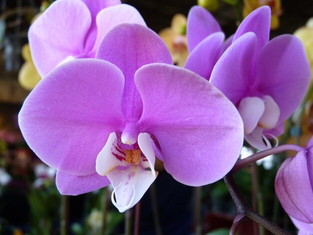 Foto close-up de orquídeas cor-de-rosa