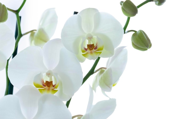 Close-up de orquídeas crescendo contra fundo branco
