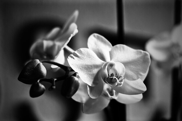 Foto close-up de orquídeas em planta