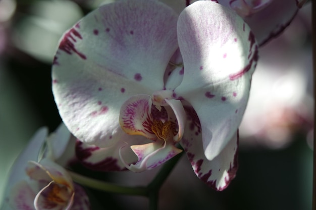Close-up de orquídeas florescendo ao ar livre