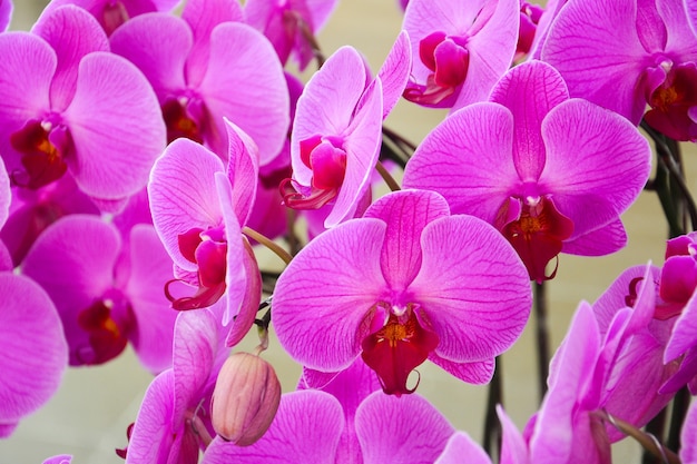 Close up de orquídeas roxas lindas flores de orquídea Phalaenopsis listradas