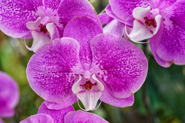 Close-up de orquídeas