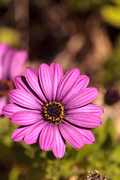 Foto close-up de osteospermo em floração ao ar livre