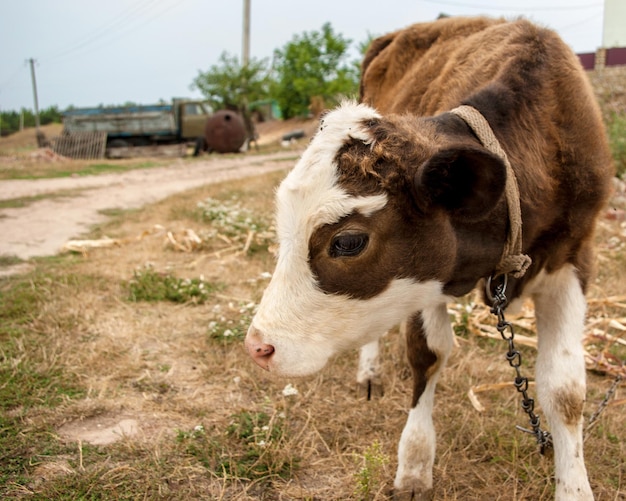 Foto close-up de ovelhas no campo