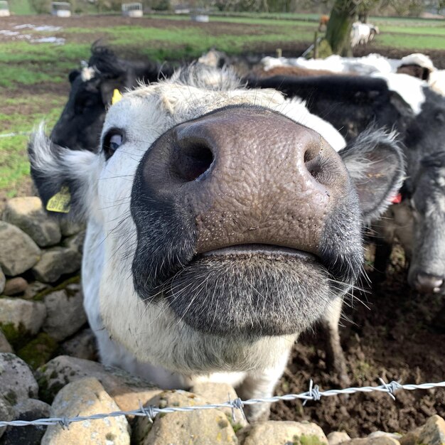 Foto close-up de ovelhas no campo