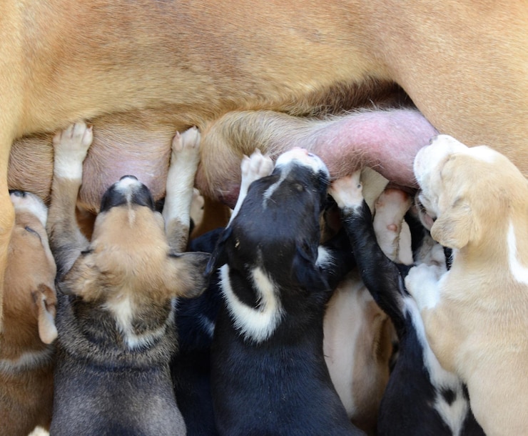 Foto close-up de ovelhas