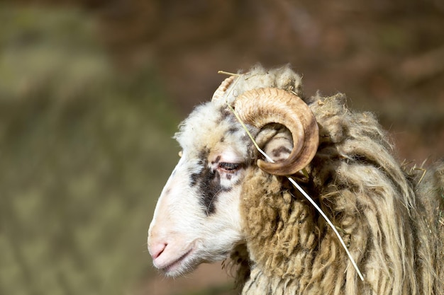 Foto close-up de ovelhas