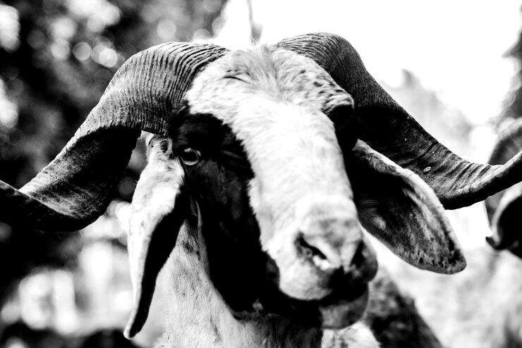 Foto close-up de ovelhas