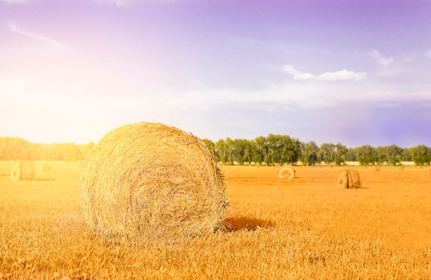 close-up de palheiro no campo agrícola com feno