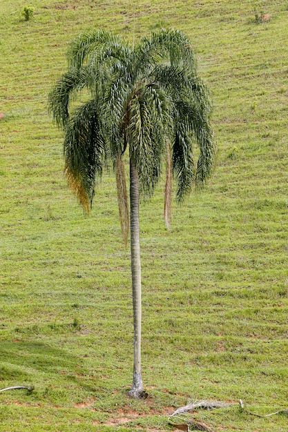 Close up de palmeira com fundo de grama verde fechado. Brasil