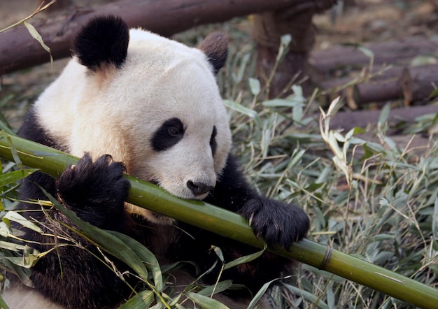 Foto close-up de panda gigante comendo bambu