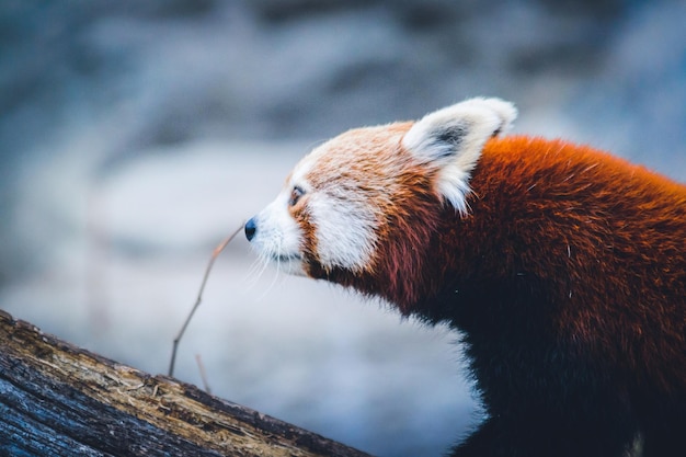 Close-up de panda vermelho no tronco de uma árvore