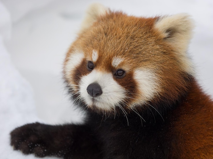 Foto close-up de panda vermelho olhando para longe
