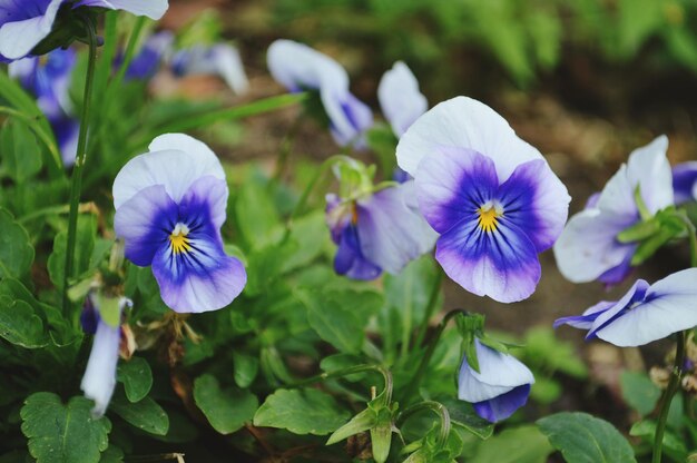 Foto close-up de pansy roxo florescendo ao ar livre