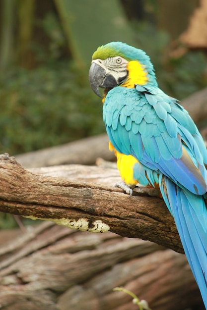 Close-up de papagaio azul empoleirado em madeira