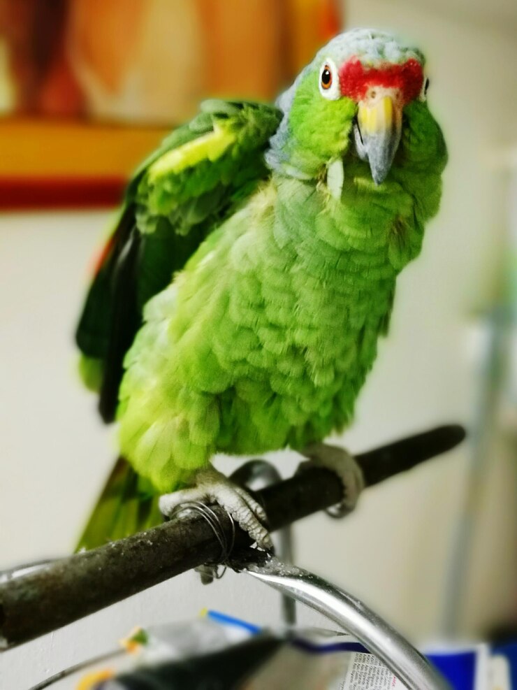 Foto close-up de papagaio empoleirado em metal