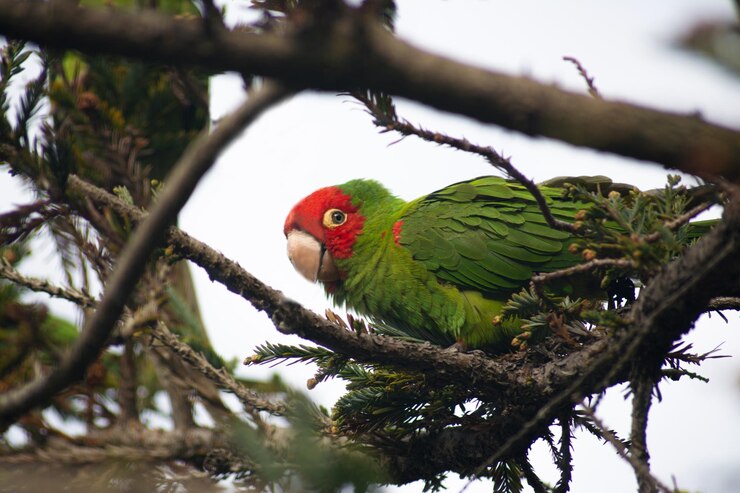 Foto close-up de papagaio empoleirado em uma árvore