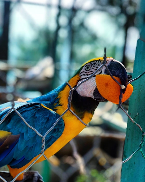 Foto close-up de papagaio empoleirado em uma folha