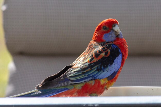 Foto close-up de papagaio empoleirado