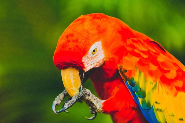 Close-up de papagaio empoleirado