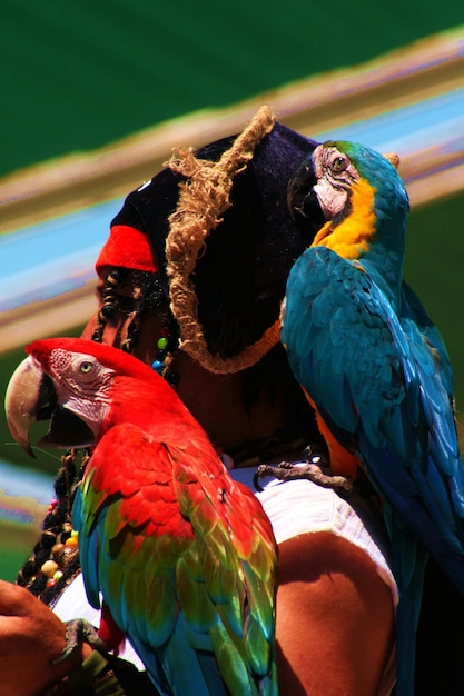 Foto close-up de papagaios empoleirados sobre o homem