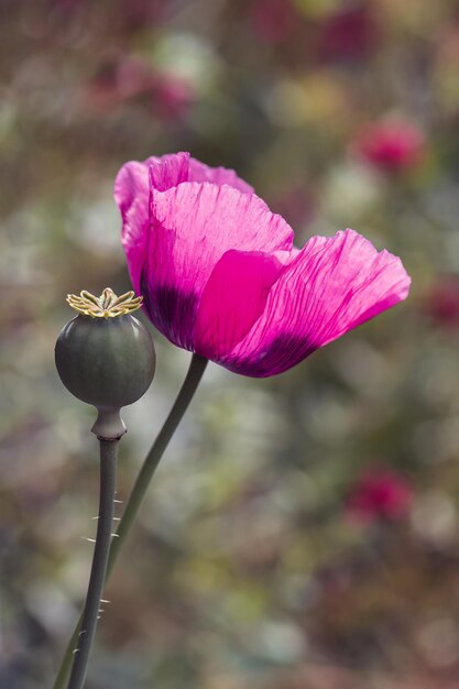 Foto close-up de papoula de botão de flor rosa