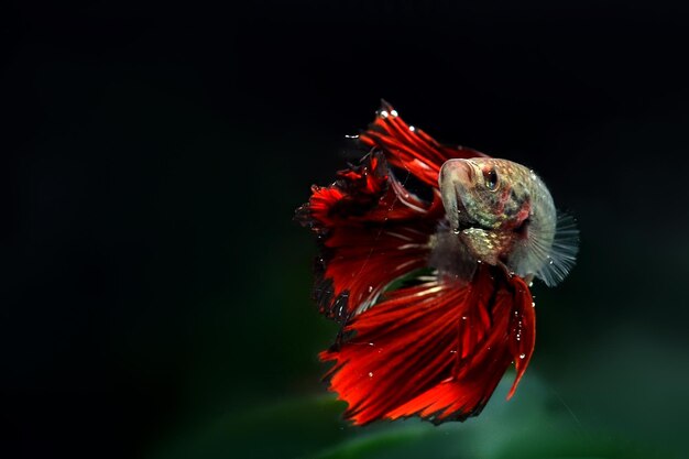 Foto close-up de papoula vermelha contra fundo preto