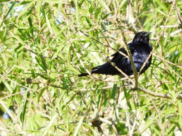 Foto close-up de pássaro em plantas