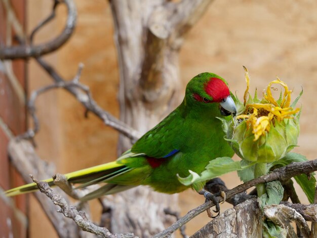Foto close-up de pássaro empoleirado em uma árvore
