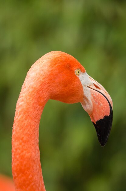 Close-up de pássaro