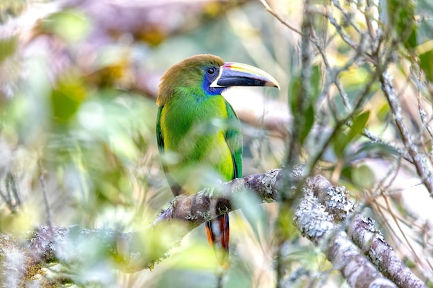 Close-up de pássaro