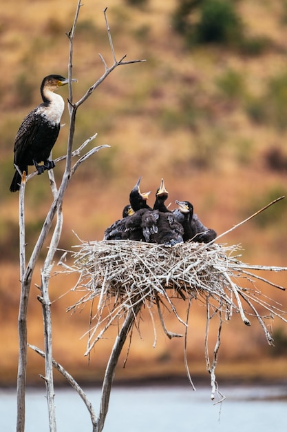 Foto close-up de pássaros em árvores nuas