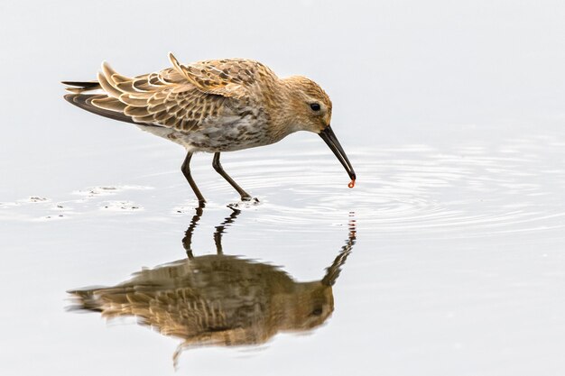 Foto close-up de pássaros em um lago