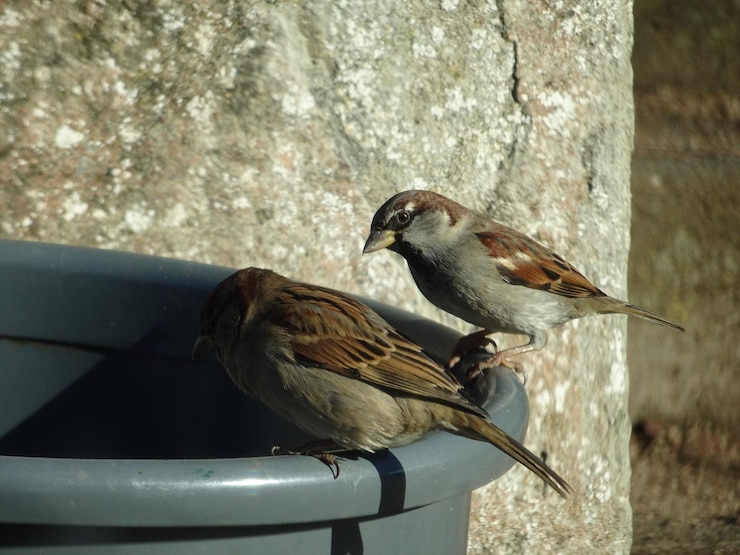 Foto close-up de pássaros empoleirados em balde