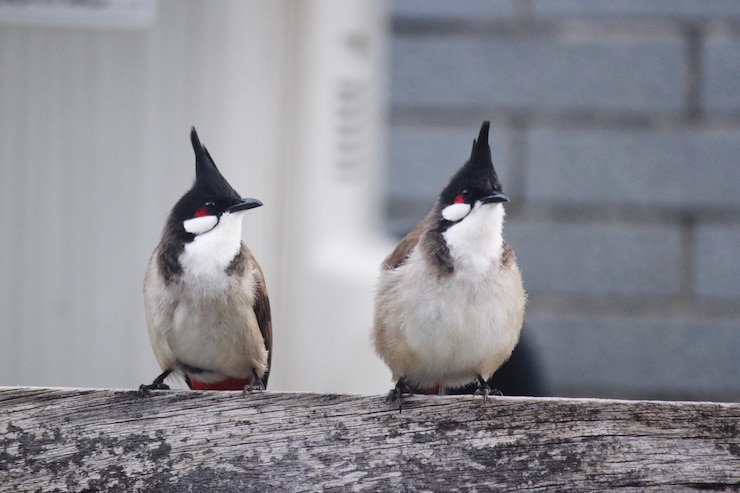 Foto close-up de pássaros empoleirados em madeira contra a parede
