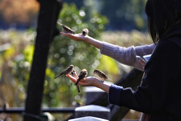 Foto close-up de pássaros empoleirados em mãos