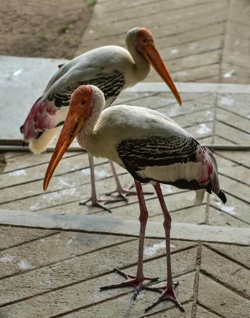 Foto close-up de pássaros empoleirados em uma trilha