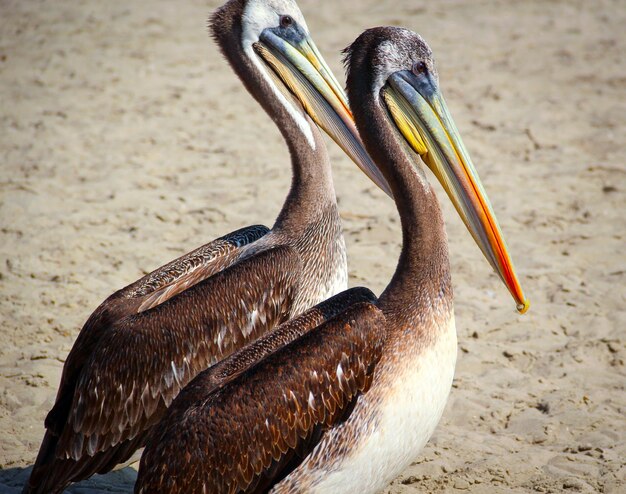 Foto close-up de pássaros na praia