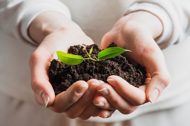 Foto close-up, de, passe segurar, seedling, com, solo