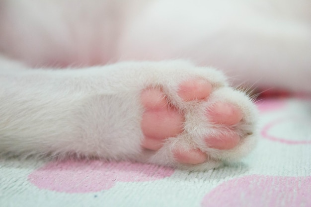 Close-up de pata de gato
