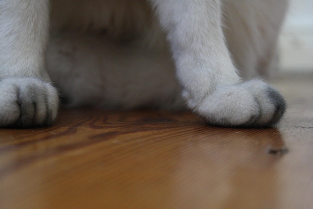 Close-up de patas de gato no chão de madeira dura