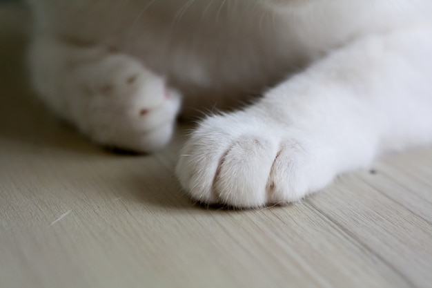 Close Up de patas de um gato com fundo desfocado